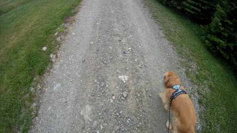 June 4th, 46º Flynn and I see a moose, cut walk short.