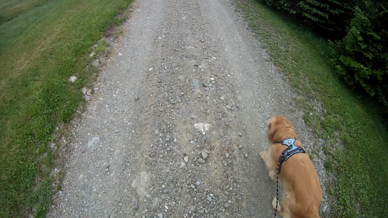 June 4th, 46º Flynn and I see a moose, cut walk short.