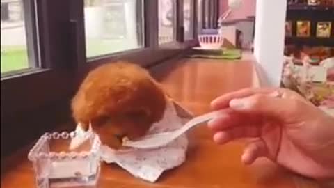 Baby Dogs Cute and Funny Dog Videos Puppy Dogs, very adorable