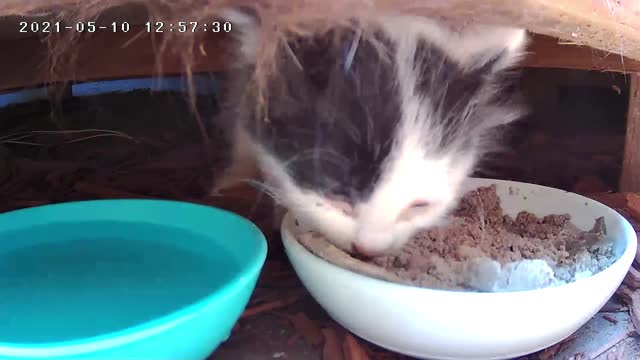 Wow There Are 4 Little Kittens Who Were Born Under Our Back Yard Catio