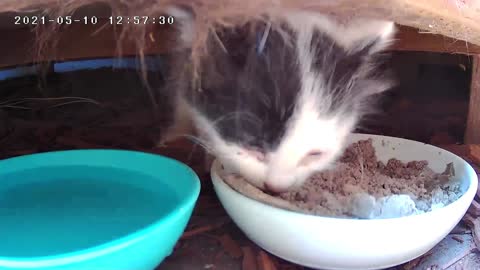 Wow There Are 4 Little Kittens Who Were Born Under Our Back Yard Catio