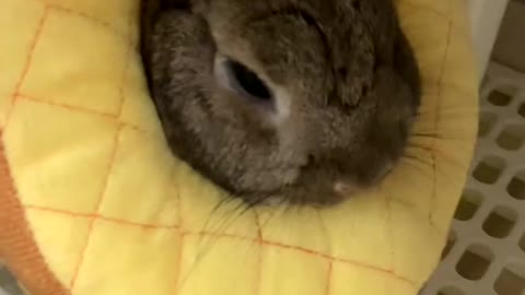 Super flat bunny head