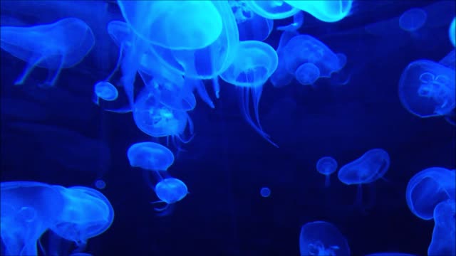 Jellyfish Aquarium fish ~ Relaxing Music relaxing ocean fish for Sleep, Study, Meditation