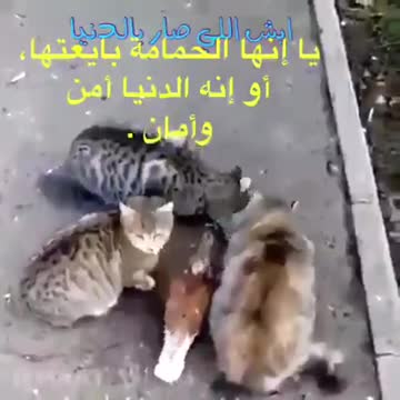 Pigeons eat with cats