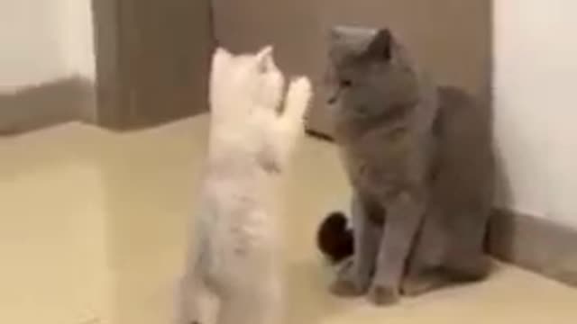 Baby Cats - Cute and Funny Cat Videos Compilation #46 || Exlamation Animals