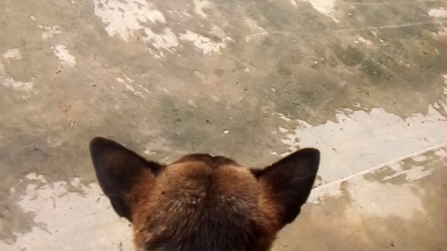 Cute spotted dog
