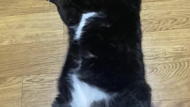 The cat that is surprised while sleeping cries
