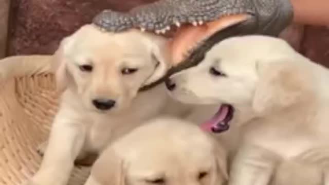 Cute and funny puppies