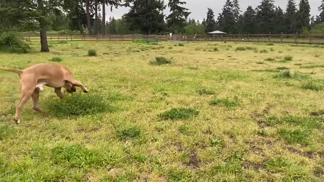 View Shepherd Mix Attacks Pitbull