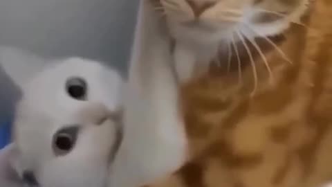 Cat 🐈😺 video