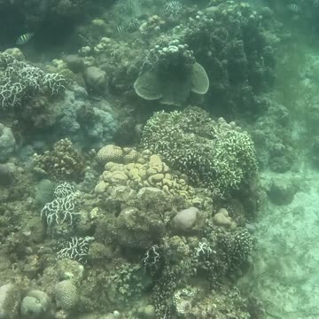 Snorkeling Adventures Philippines. A lot of new life around the reef!!