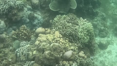 Snorkeling Adventures Philippines. A lot of new life around the reef!!