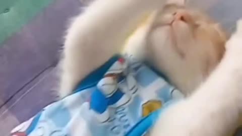 A Bus driver in Thailand adopted a stray cat and put it on the bus