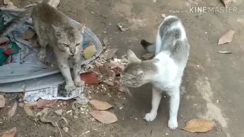 Real cat fighting/ cat fight