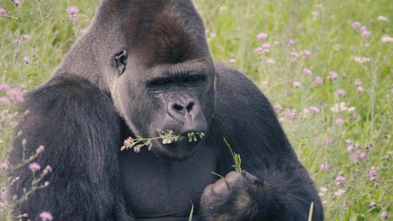 Gorilla Eating Enthusiastically: A Captivating Feeding Moment