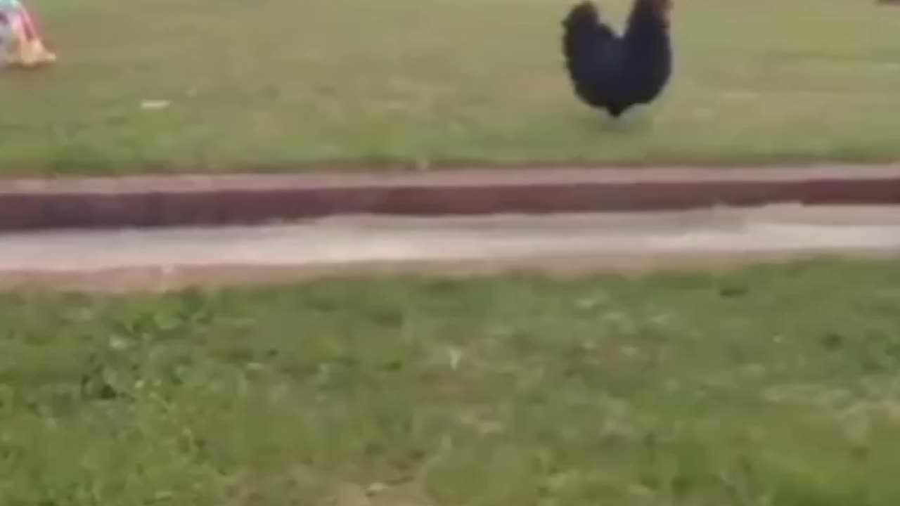 Funny animals..🤣😂🤣😂🤣#trending