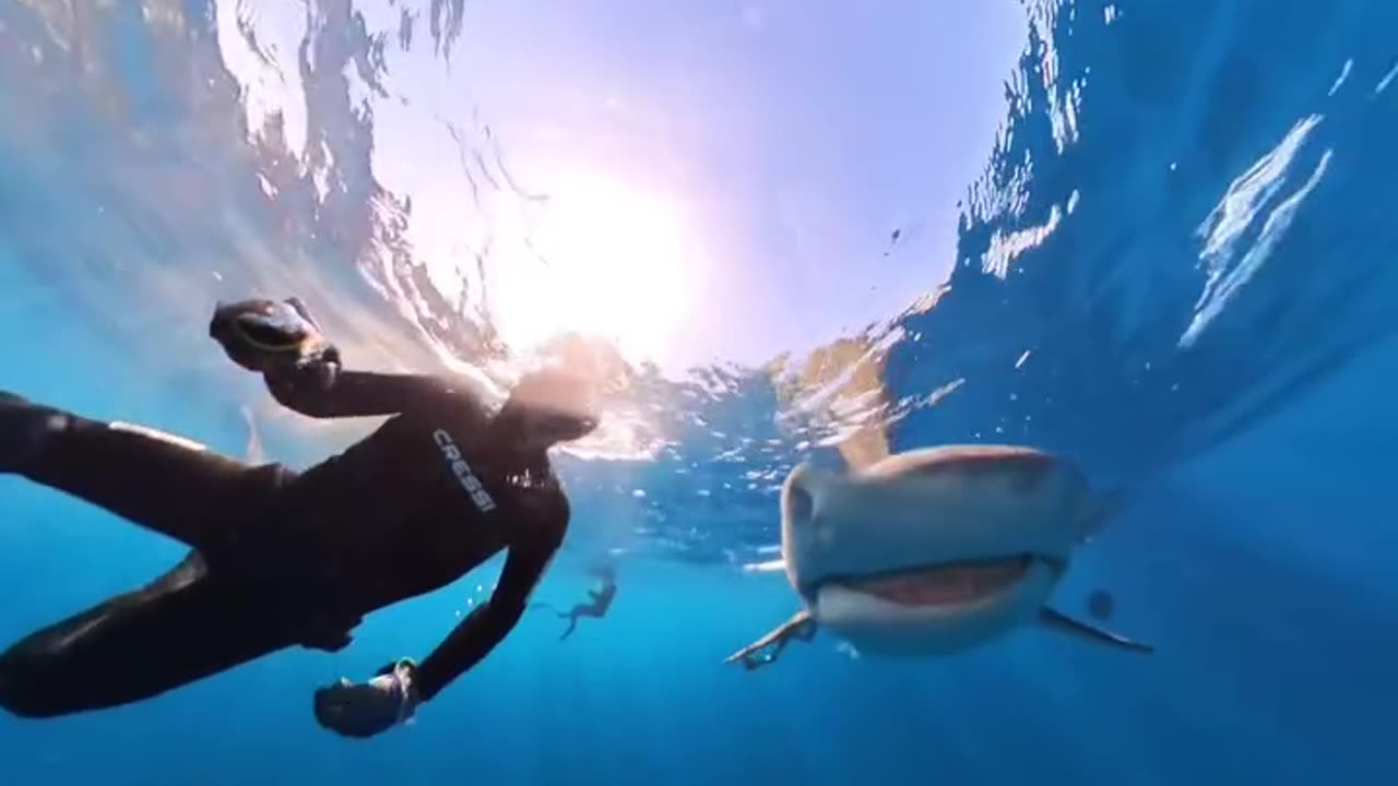 Wildlife