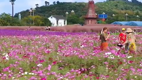 sea ​​of ​​flowers