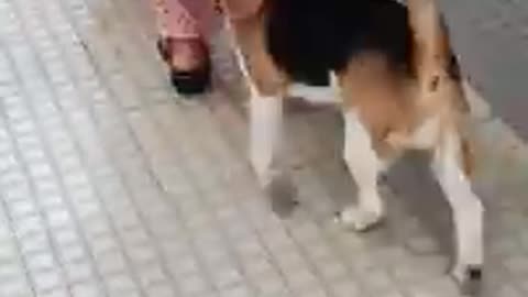 Beagle dog | Cute moments | Funny dog Share video | Pet lover | Beagle shorts| #short..