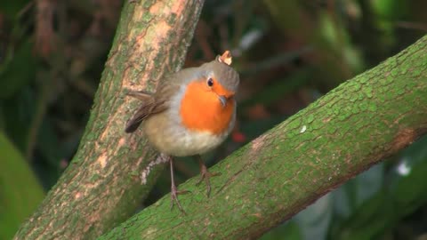 Watch heart warming Robin Bird in the wild