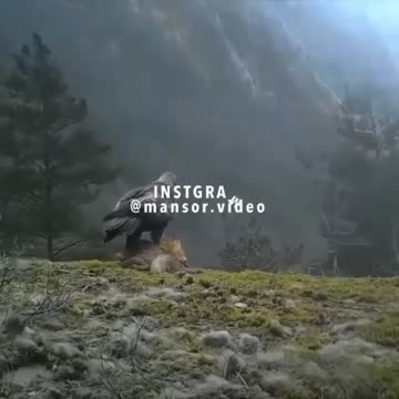 Hawk hunting fox......