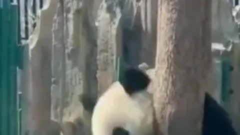 Try not to laugh funny animals #shorts