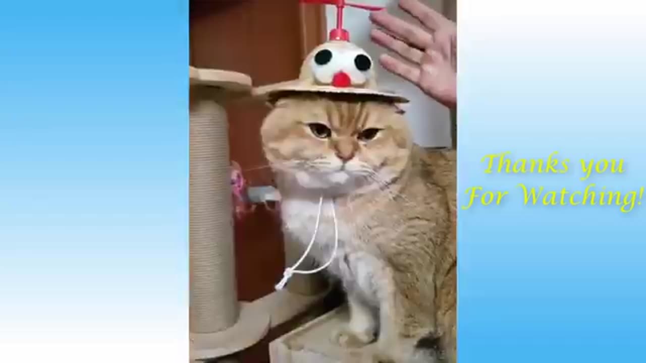 Funny Animals...