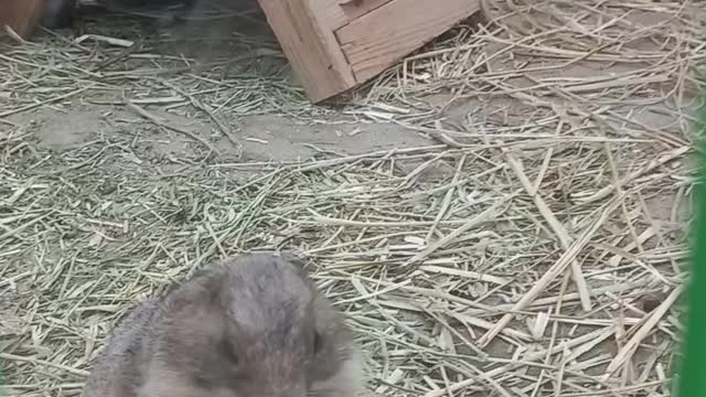 A squirrel eating carrots