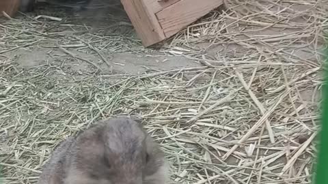 A squirrel eating carrots