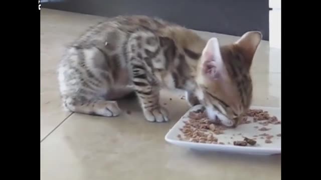 little cat eating