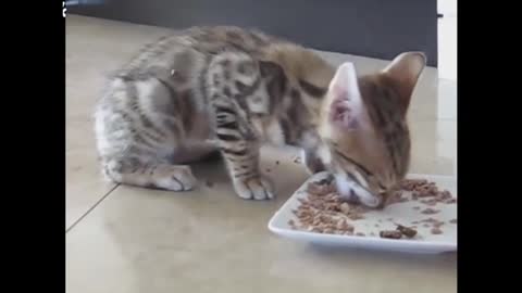 little cat eating