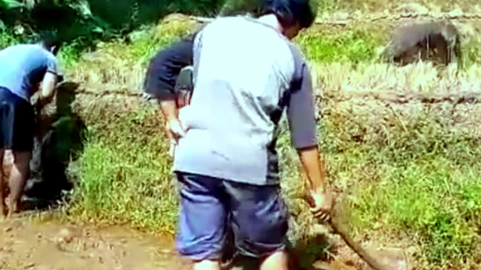 You Won't Believe How This Old Tradition Transforms Rice Fields!