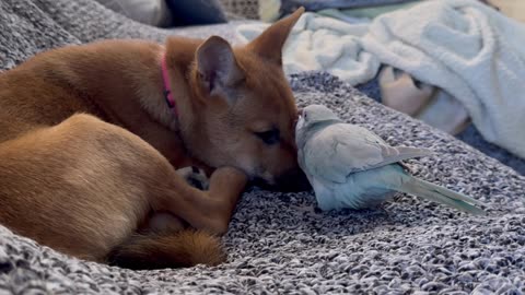 Parrot Disturbs Shiba Puppy's Peace