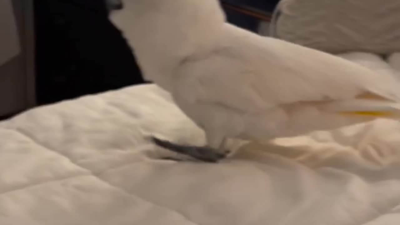 Funny parrot |cockatiel parrot | Funny birds | Funny animals