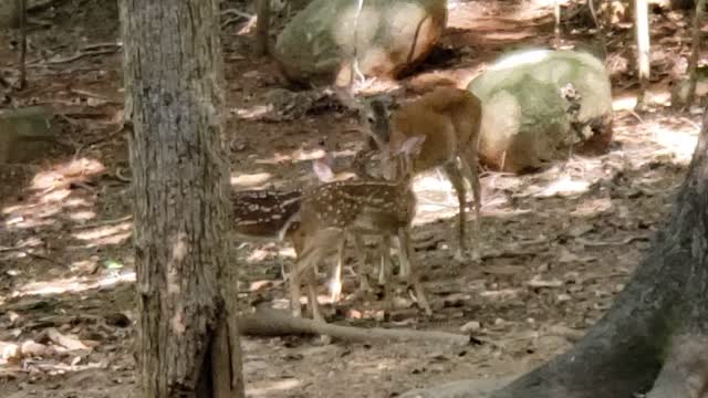 Fawns in my backyard