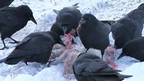 Black Crows Eating Dead Hare in the Snow