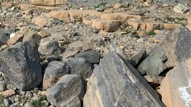 Viewing Grinnell Glacier with a Marmot Varmint