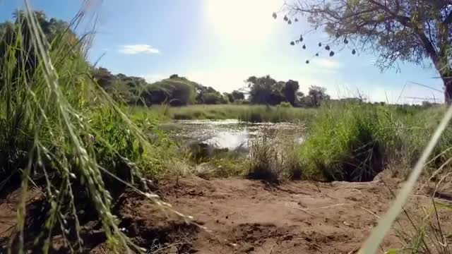 Wild South Africa - Animal Documentaries HD