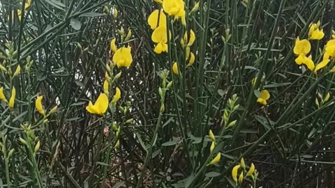 Natural bushes