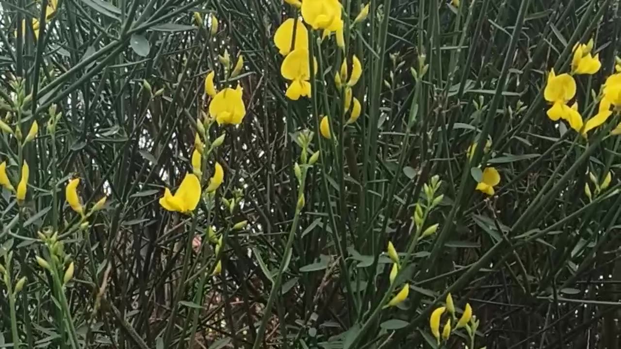 Natural bushes