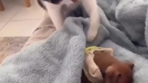 Cats reaction to meeting a new puppy..🐈🐾🐶😊