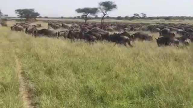 Great Migration 4