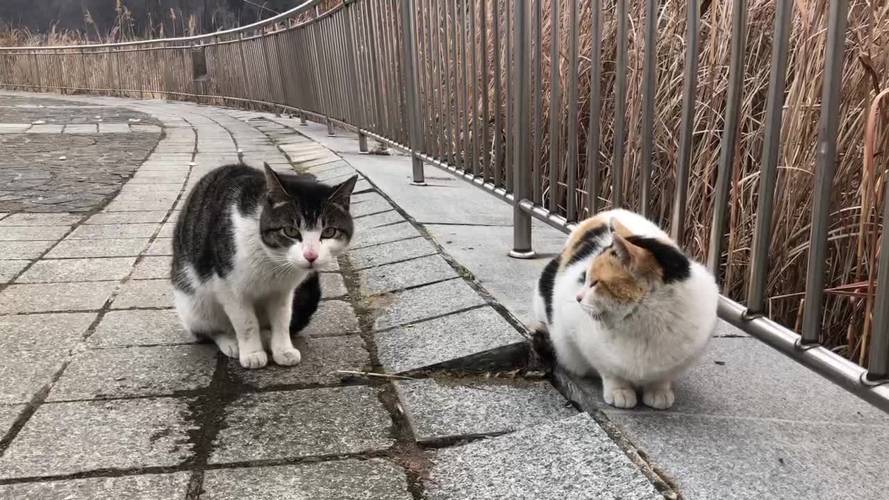Suddenly the cat taking backward steps