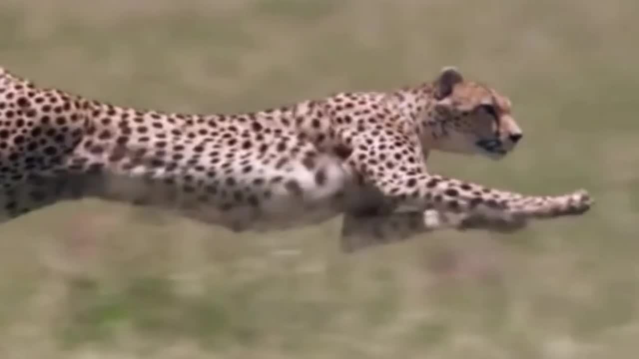 Cheetah- The sprint