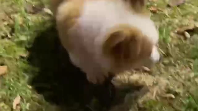 A puppy going out for the first time