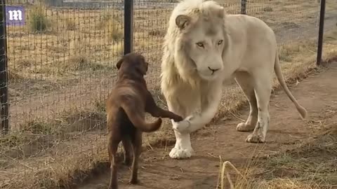Incredible video of lion kissing dog's