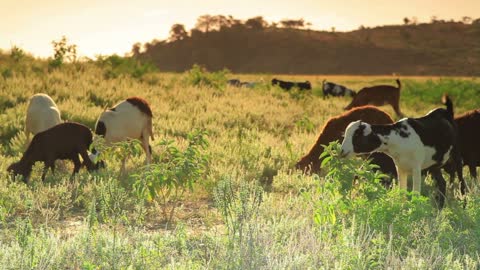 Herd of Goats Walking and Eating the Grass
