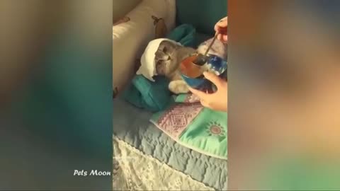 Viral Videos #2