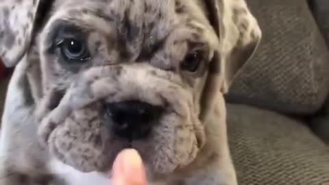 Baby Frank to Big Frank | Funny Dog