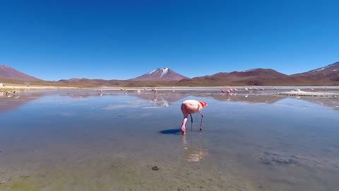 Tallest flying bird in the world: Sarus